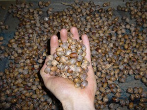 noix,glands chne noir (quercus ellipsoidalis)